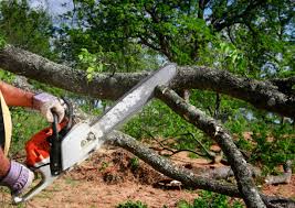 Best Grass Overseeding  in Greenville, VA